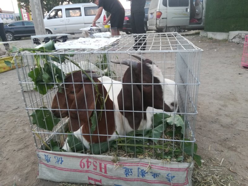 波尔山羊羊羔羊崽肉羊崽纯种波尔山羊，羊羔