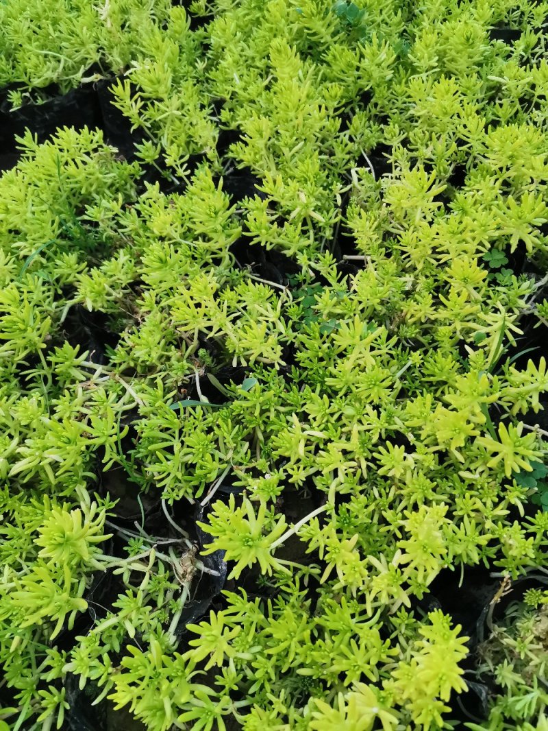 佛甲草黄金佛甲草黄金条支持实地看货欢迎实地看货