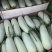 伊丽莎白，久红瑞，花雷，东方蜜，焦蜜25-17香瓜甜瓜-