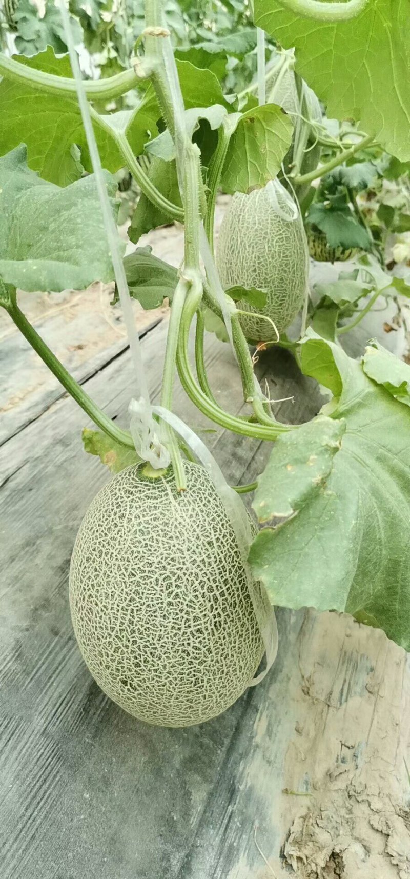 羊角蜜甜瓜，绿宝甜瓜，脆梨甜瓜，博洋九号