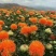 红花实物拍摄新疆红花无风沙，质量优质价格小幅度上涨
