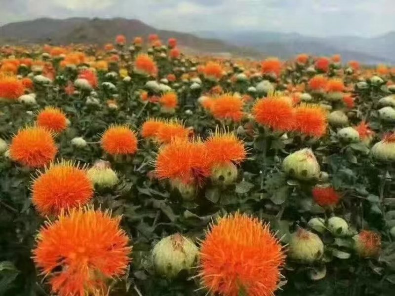 红花实物拍摄新疆红花无风沙，质量优质价格小幅度上涨