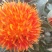 红花实物拍摄新疆红花无风沙，质量优质价格小幅度上涨