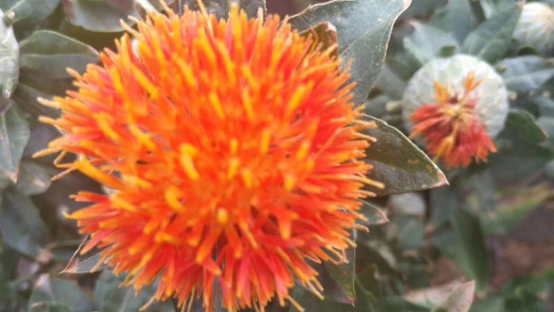 红花实物拍摄新疆红花无风沙，质量优质价格小幅度上涨