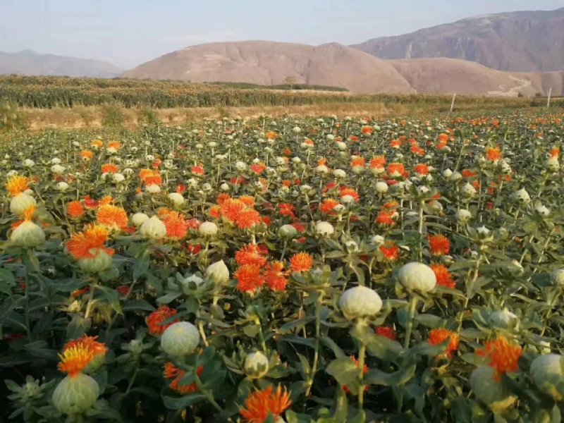 红花实物拍摄新疆红花无风沙，质量优质价格小幅度上涨