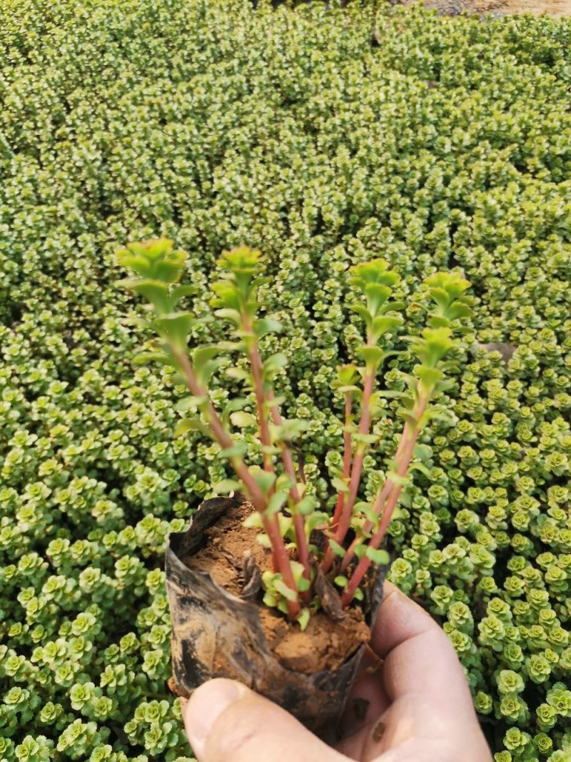 费菜土三七三七景天产地直发欢迎实地看货量大优惠