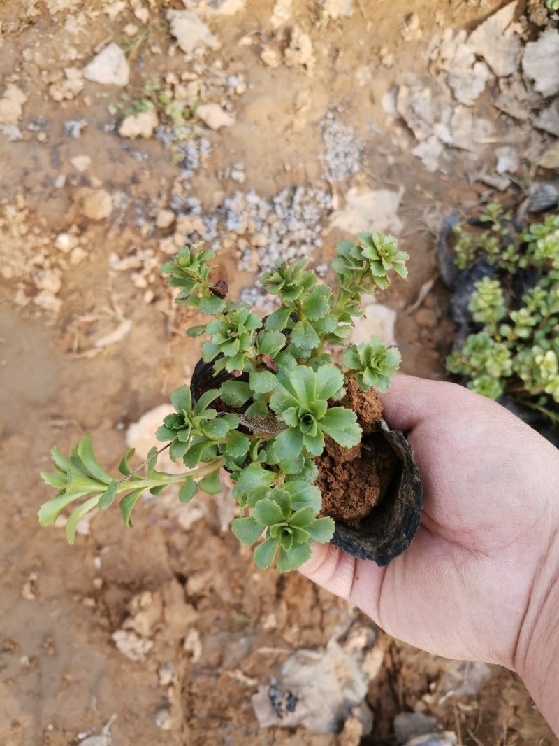 费菜土三七三七景天产地直发欢迎实地看货量大优惠