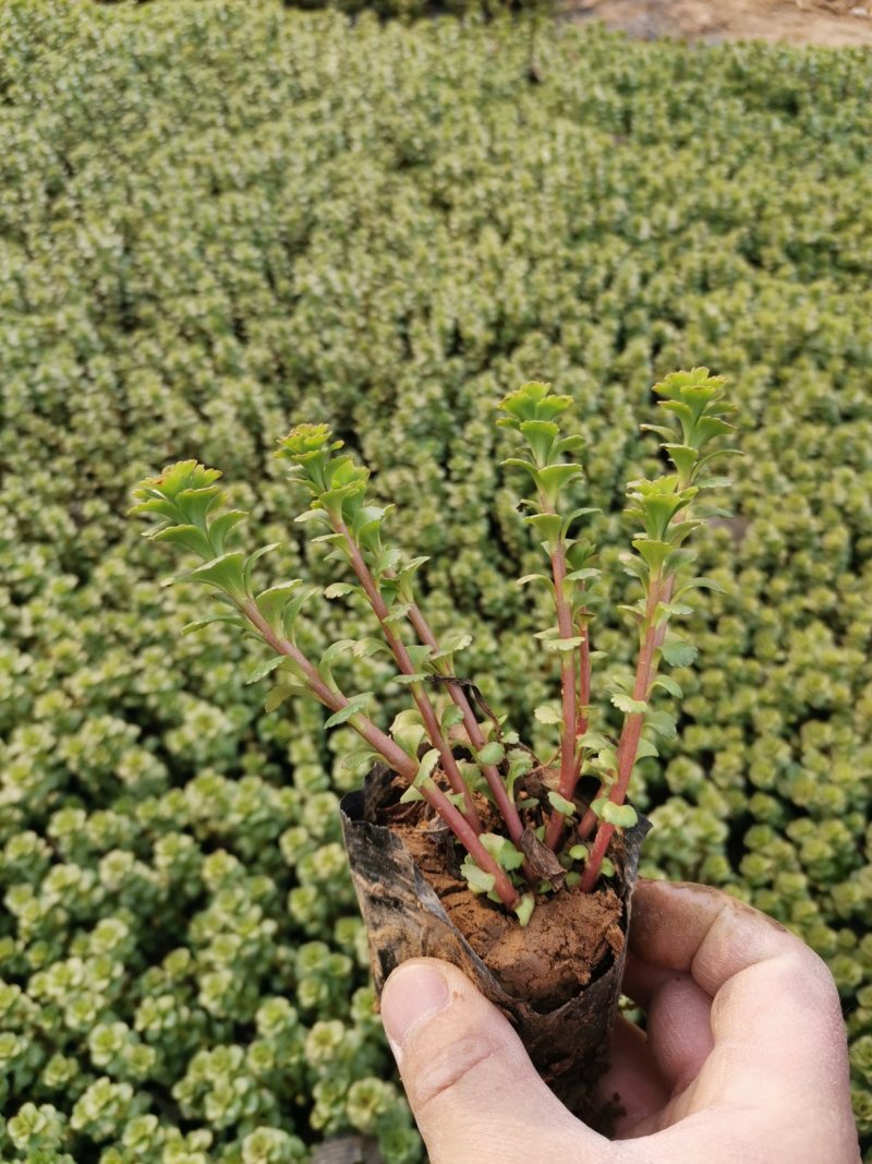 费菜土三七三七景天产地直发欢迎实地看货量大优惠