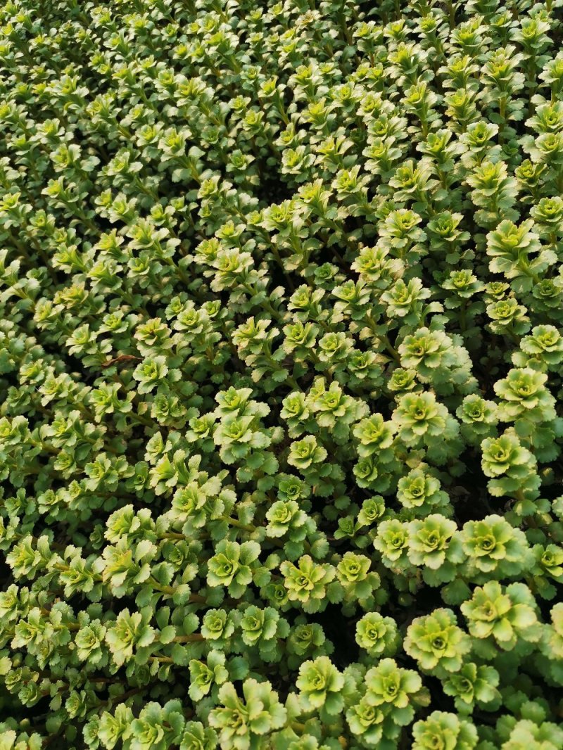 费菜土三七三七景天产地直发欢迎实地看货量大优惠