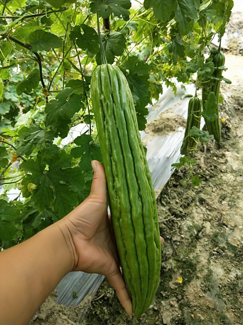 多凉油苦瓜苗，（油亮顺直，抗性好，高产型）