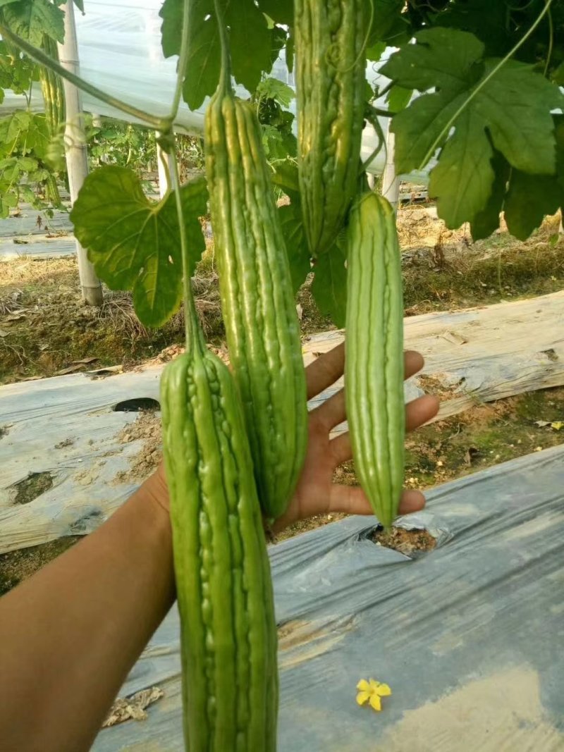 多凉油苦瓜苗，（油亮顺直，抗性好，高产型）