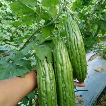 多凉油苦瓜苗，（油亮顺直，抗性好，高产型）