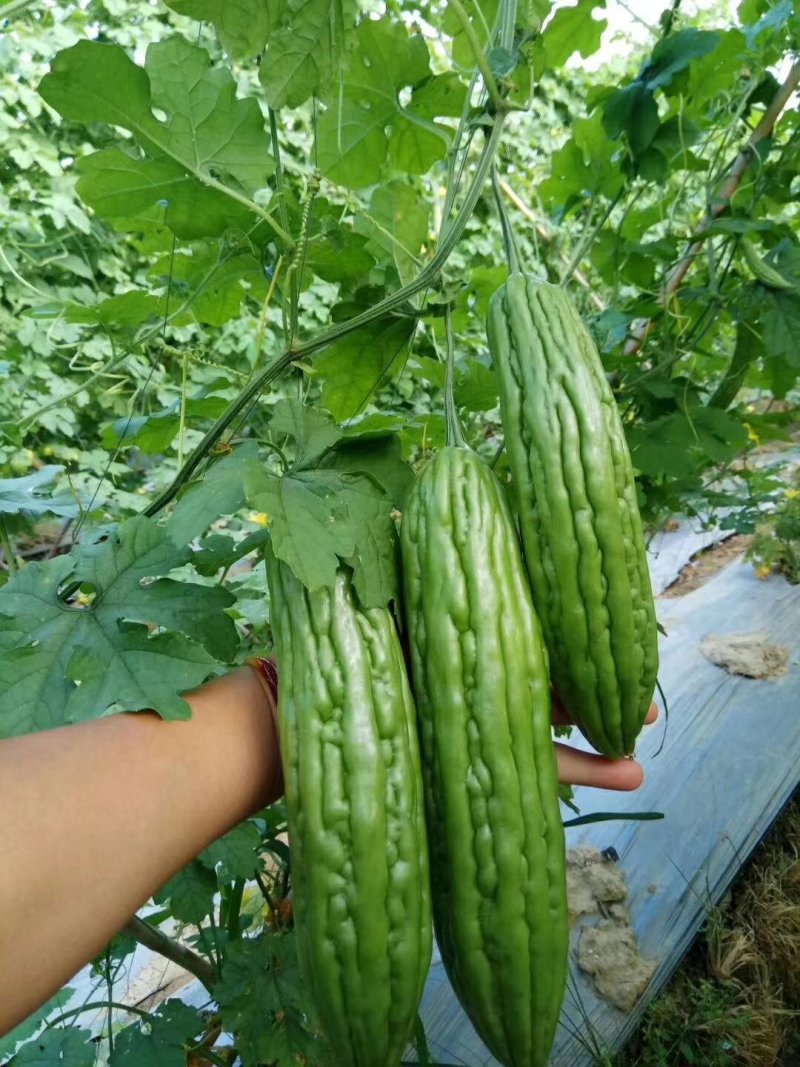 多凉油苦瓜苗，（油亮顺直，抗性好，高产型）