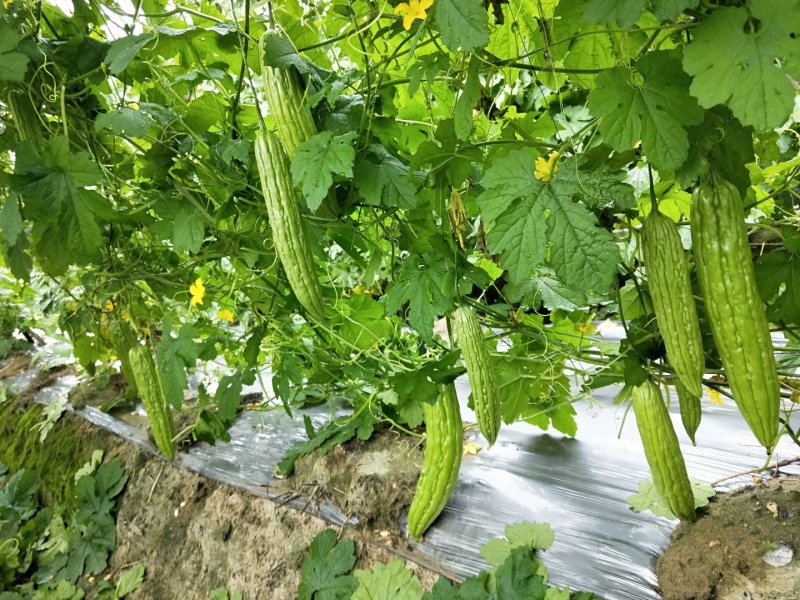 多凉油苦瓜苗，（油亮顺直，抗性好，高产型）