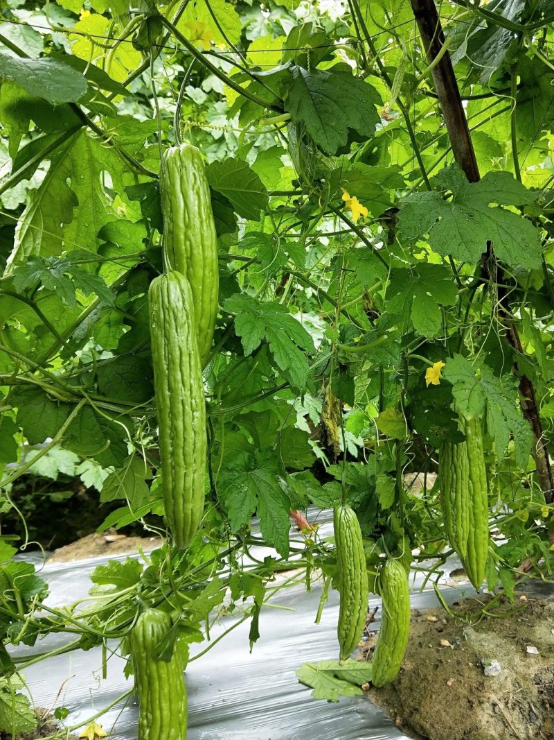 多凉油苦瓜苗，（油亮顺直，抗性好，高产型）