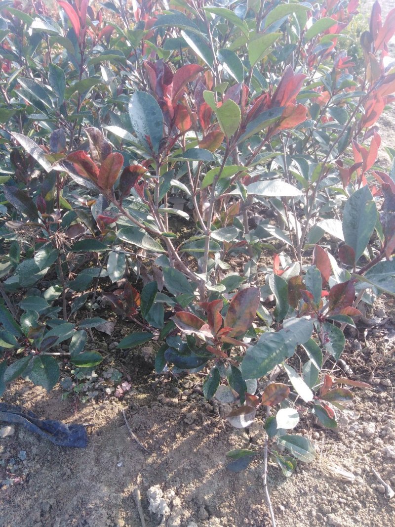 精品优质苗木红叶石楠球