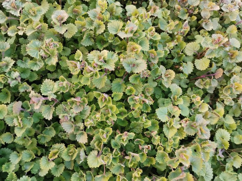 连钱草优质连钱草量大优惠自家基地欢迎实地看货