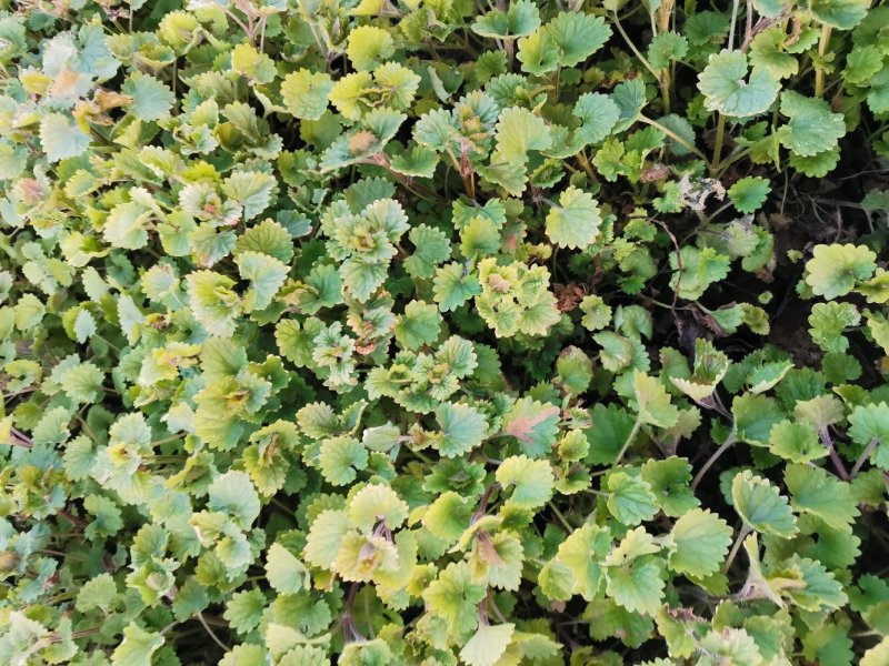 连钱草优质连钱草量大优惠自家基地欢迎实地看货