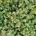 连钱草优质连钱草量大优惠自家基地欢迎实地看货