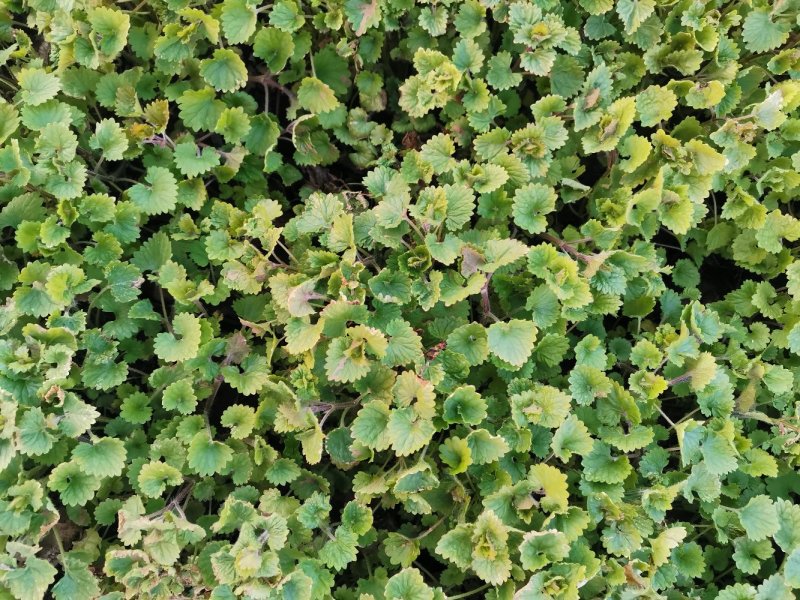 连钱草优质连钱草量大优惠自家基地欢迎实地看货