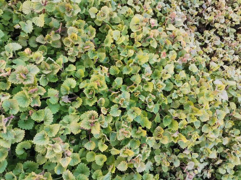 连钱草优质连钱草量大优惠自家基地欢迎实地看货