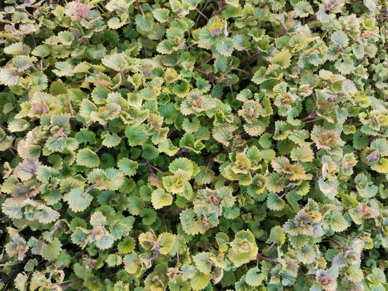 连钱草优质连钱草量大优惠自家基地欢迎实地看货