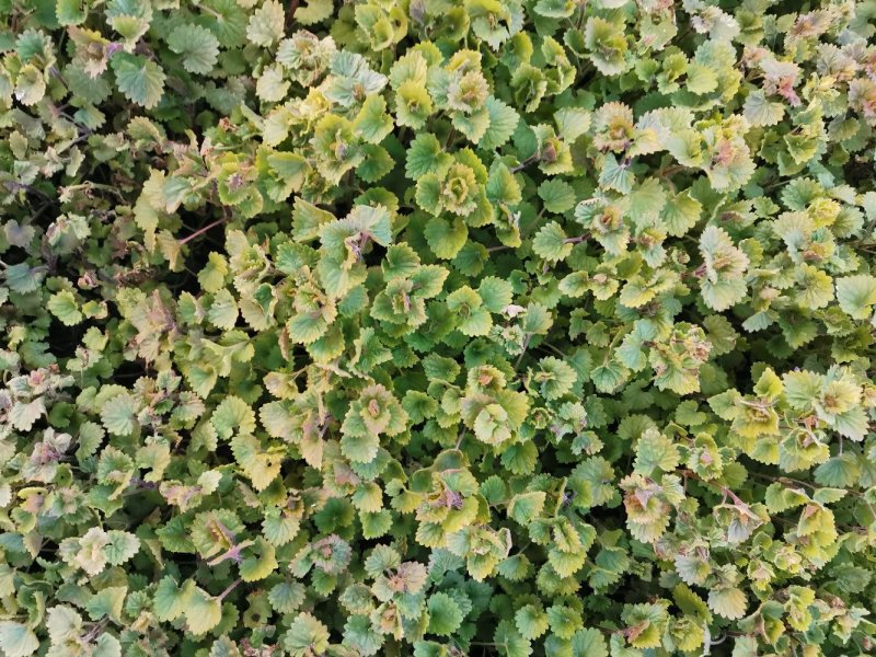 连钱草优质连钱草量大优惠自家基地欢迎实地看货
