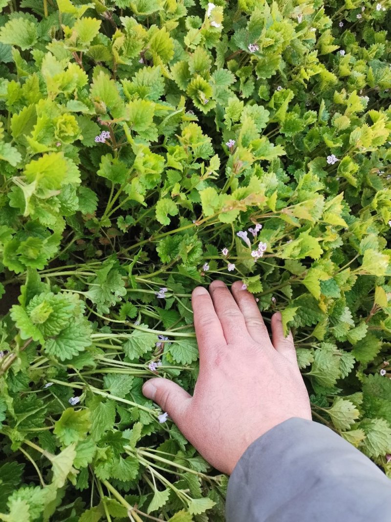 连钱草优质连钱草量大优惠自家基地欢迎实地看货