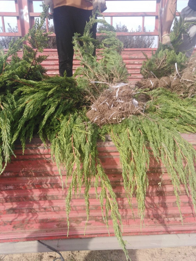 精品优质小龙柏工程苗