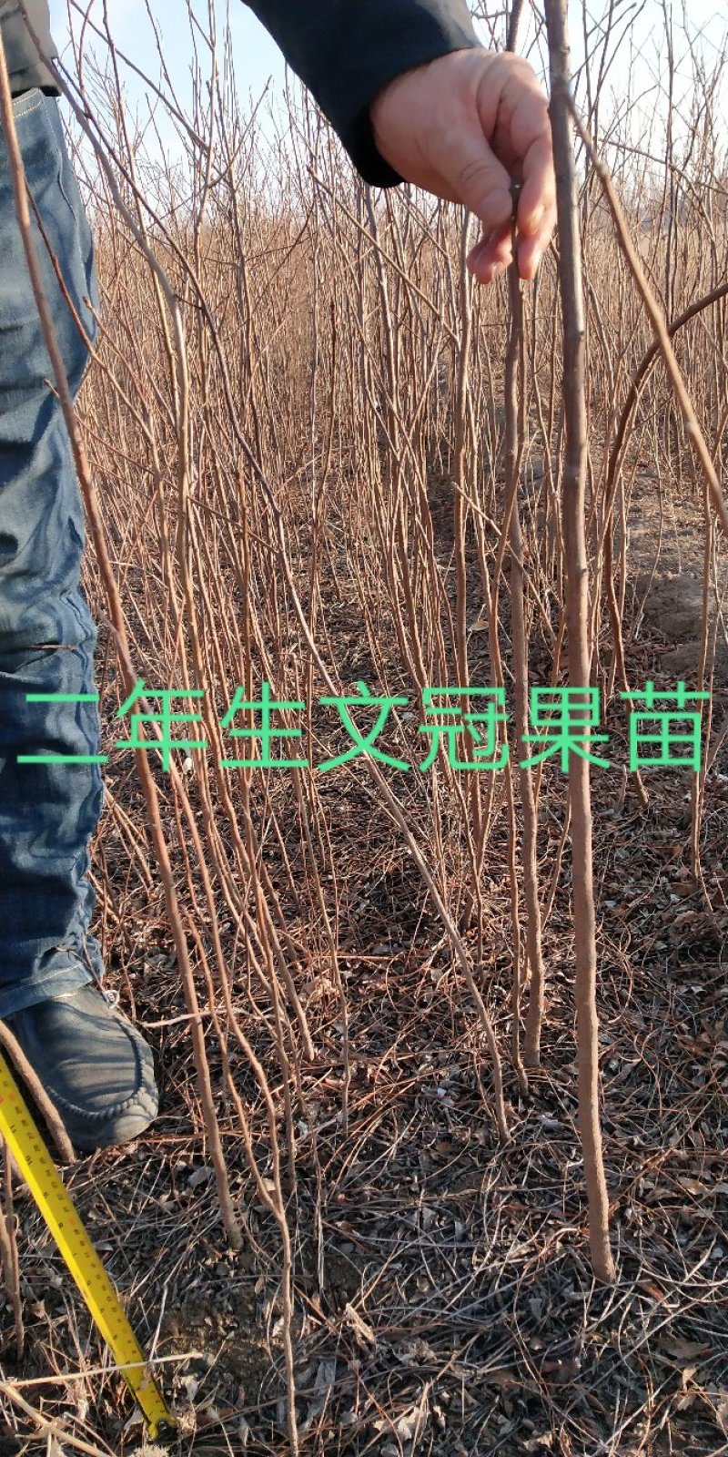 一年生、文冠果苗，苗高40，50.80CM不同等级的苗木