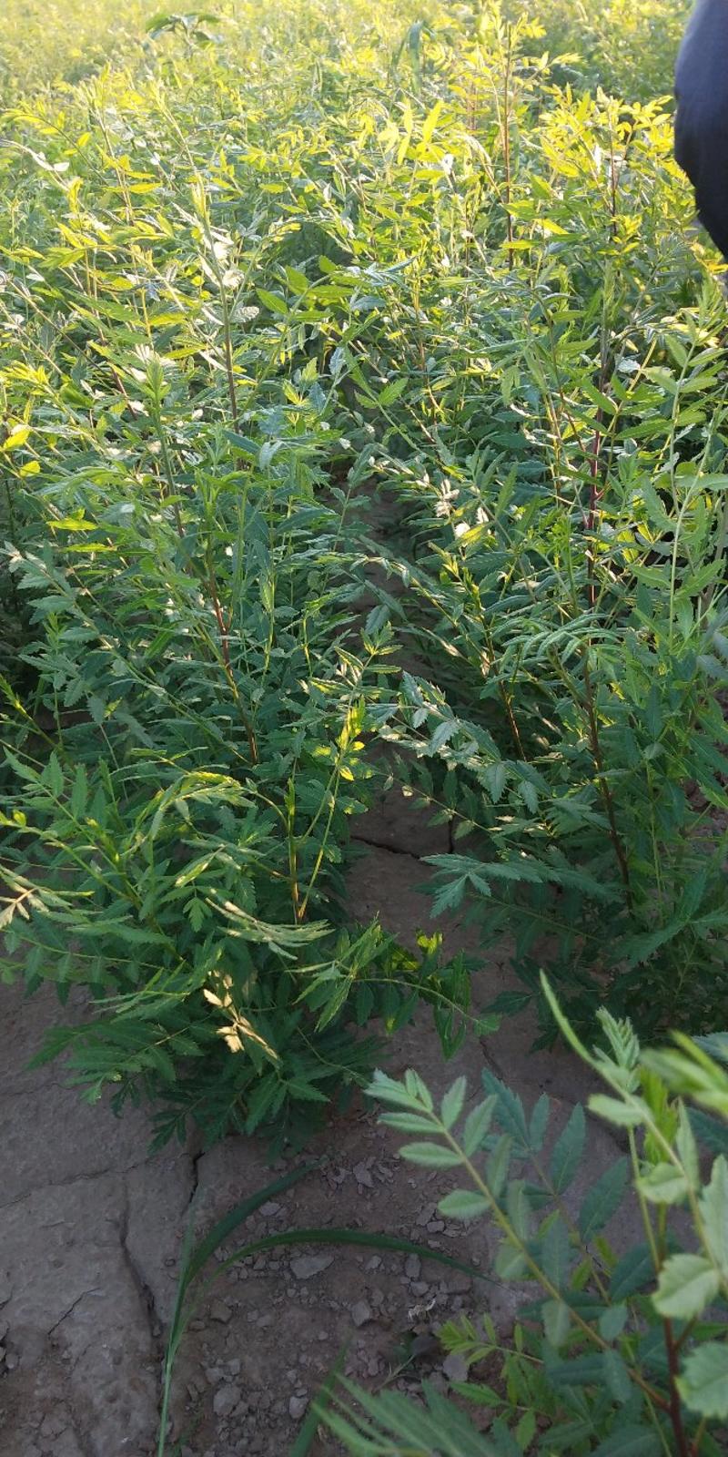一年生、文冠果苗，苗高40，50.80CM不同等级的苗木