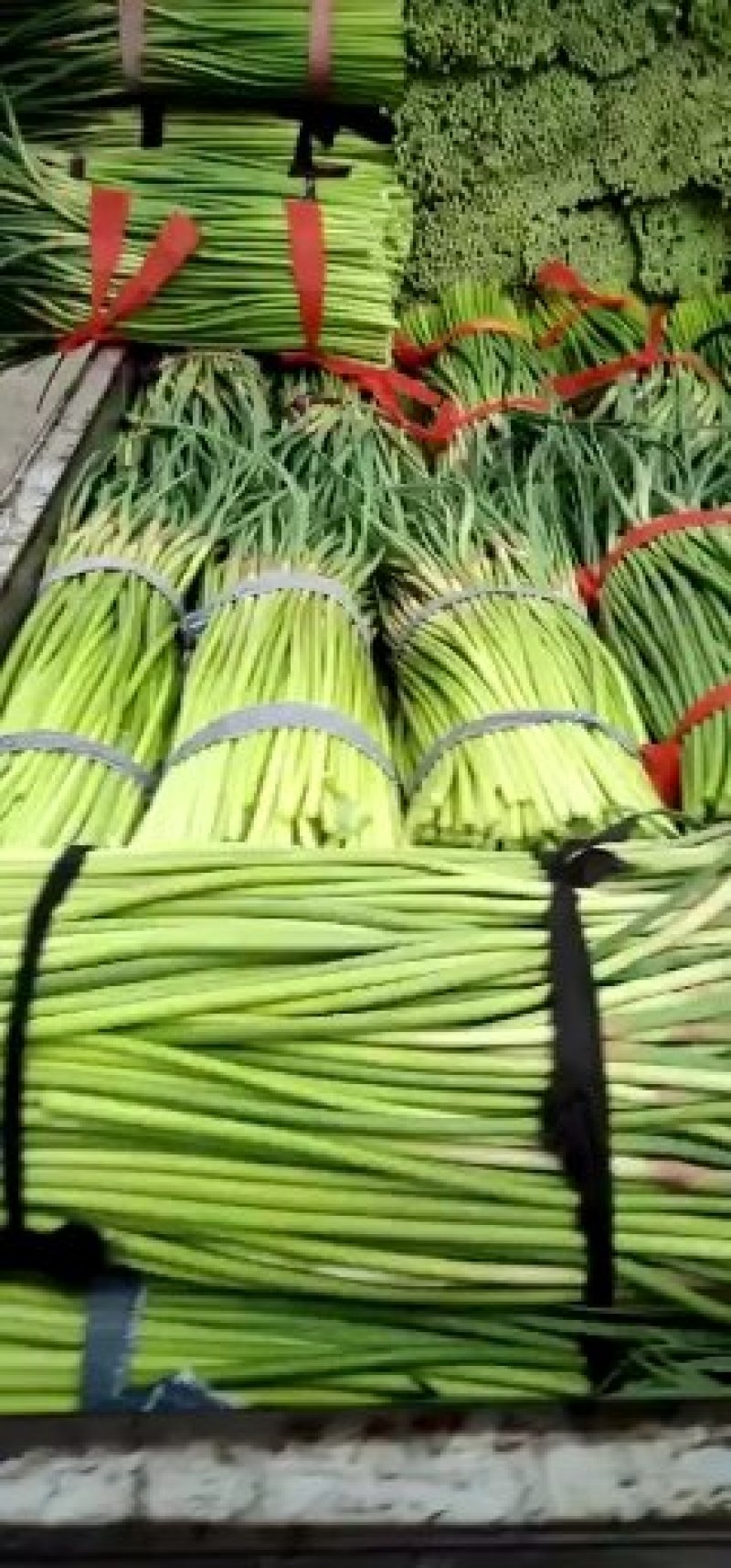 金乡红毛蒜薹50~60厘米