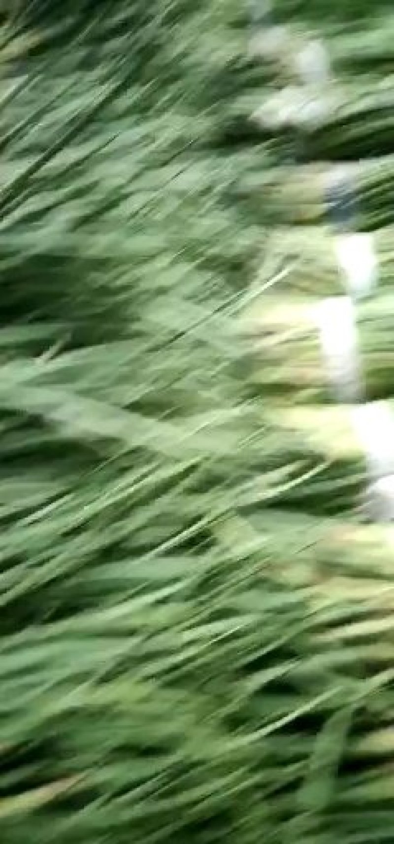 金乡红毛蒜薹50~60厘米