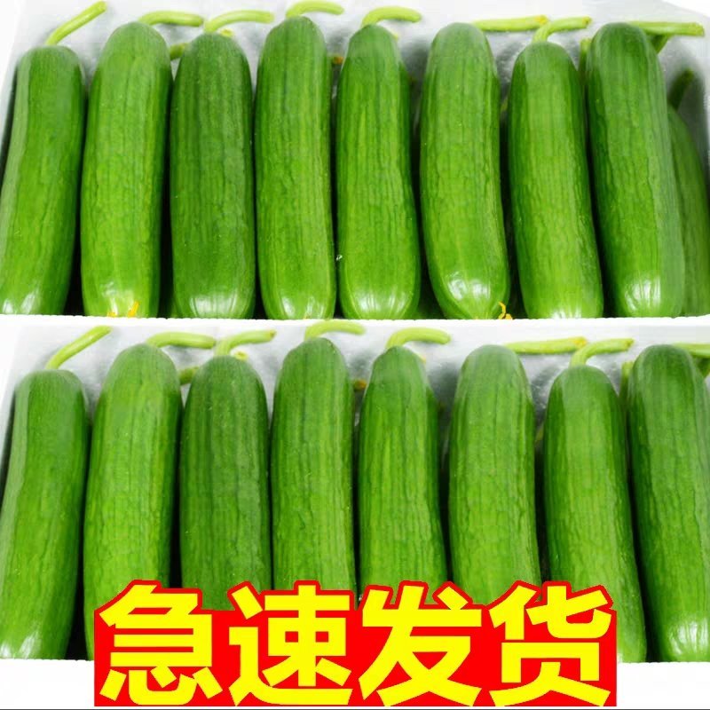 【寿光水果黄瓜】小黄瓜产地直发，大量供应新鲜价低