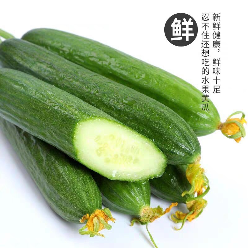 【寿光水果黄瓜】小黄瓜产地直发，大量供应新鲜价低