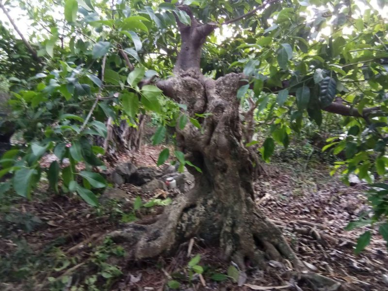 造型树，朴树，小叶榕，紫薇