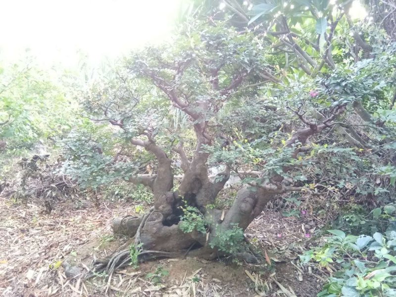 造型树，朴树，小叶榕，紫薇