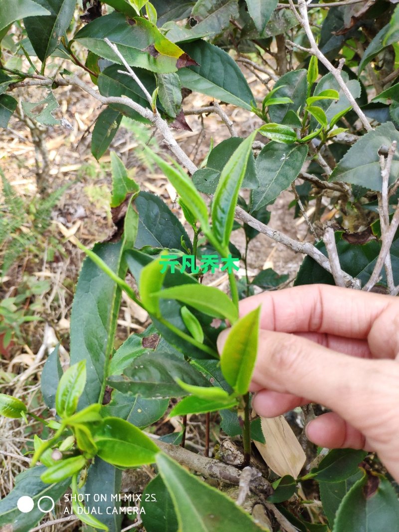 精品普洱茶，春茶，产地直发，货源充足，品质保证