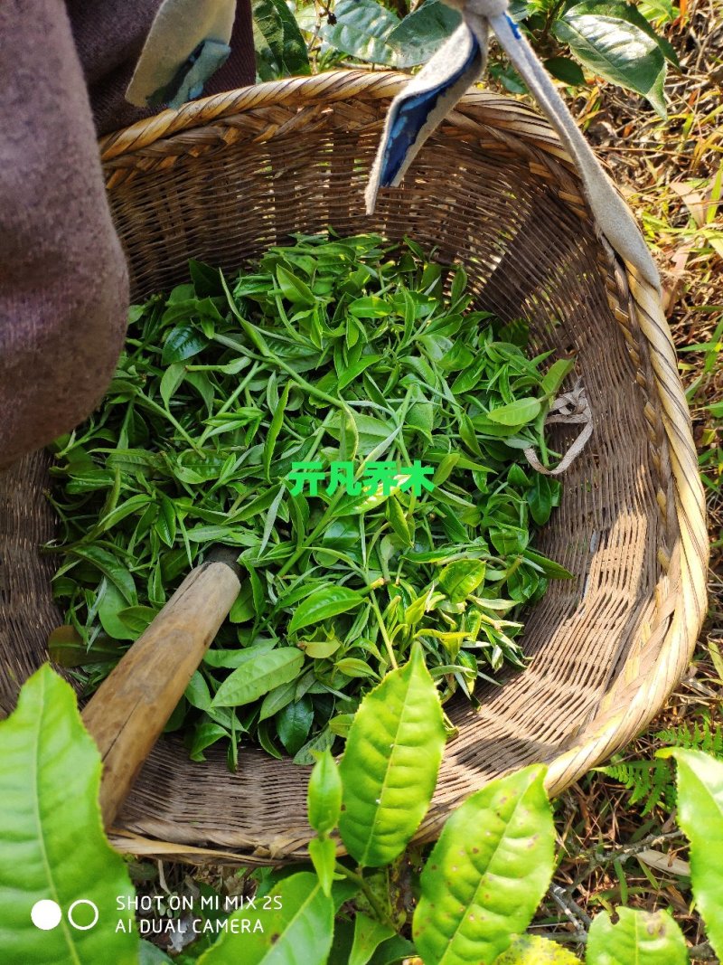 精品普洱茶，春茶，产地直发，货源充足，品质保证