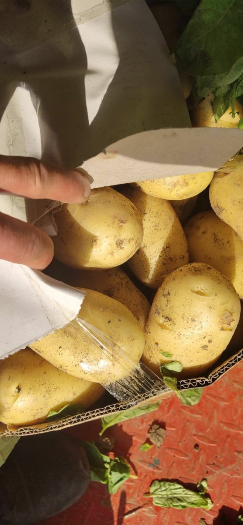 新土豆大棚的五一前后量大