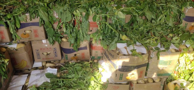 新土豆大棚的五一前后量大