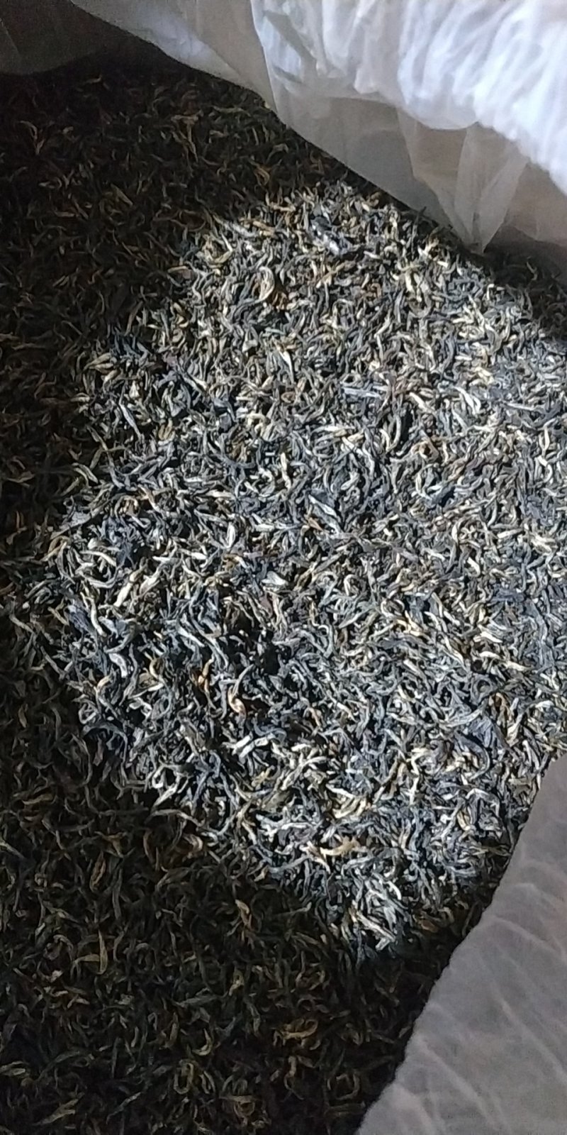 安溪高山野生单芽梅占金骏眉,2026明前茶高山手工功夫茶