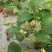 自家培育品种草莓苗自家育苗基地品种质量保证根系发达