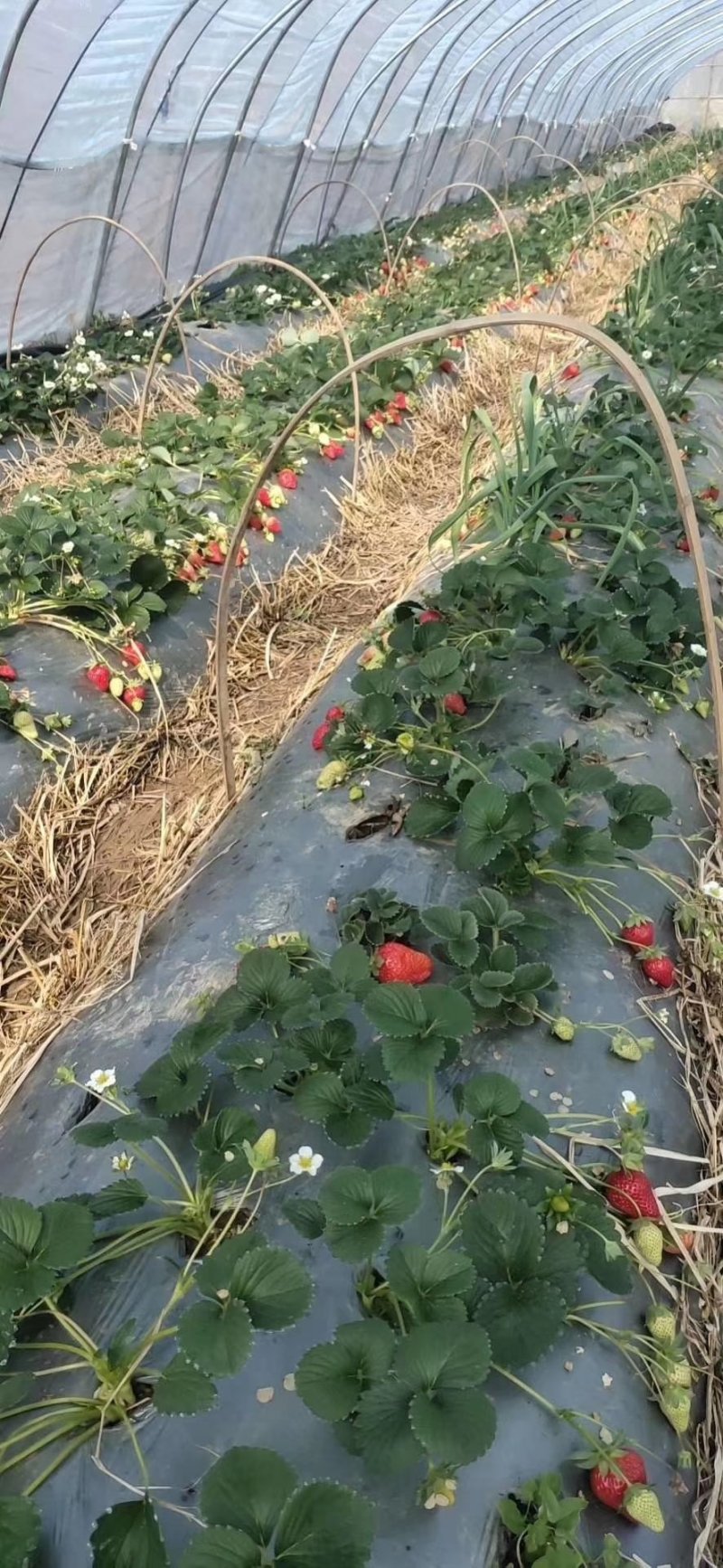 自家培育品种草莓苗自家育苗基地品种质量保证根系发达