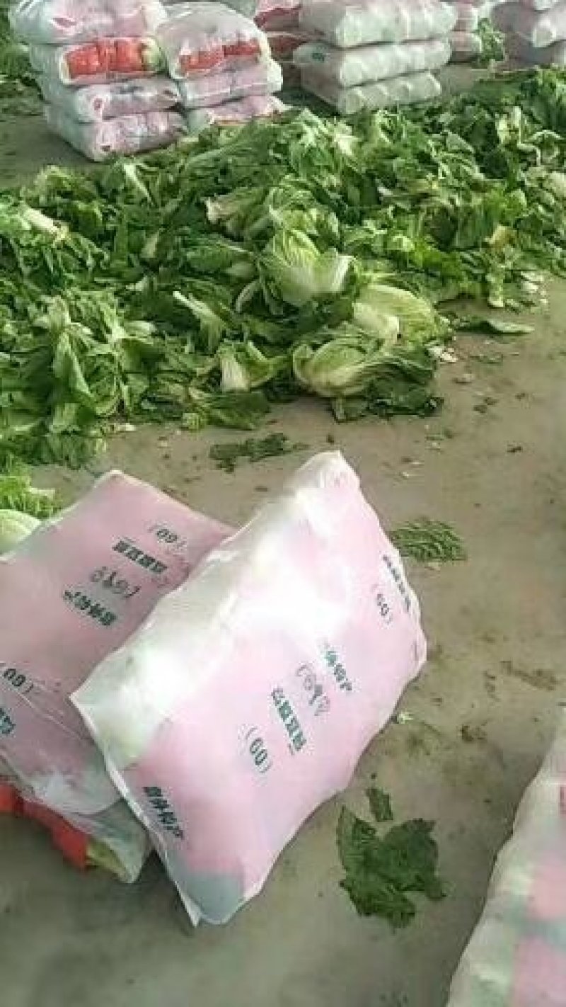 【热销优质黄心大白菜】兰陵县精品黄心白菜白菜