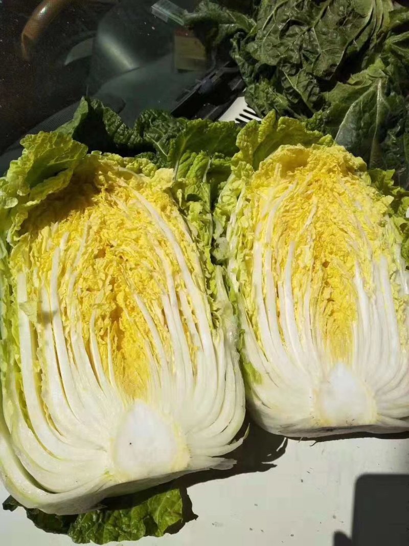 【热销优质黄心大白菜】兰陵县精品黄心白菜白菜