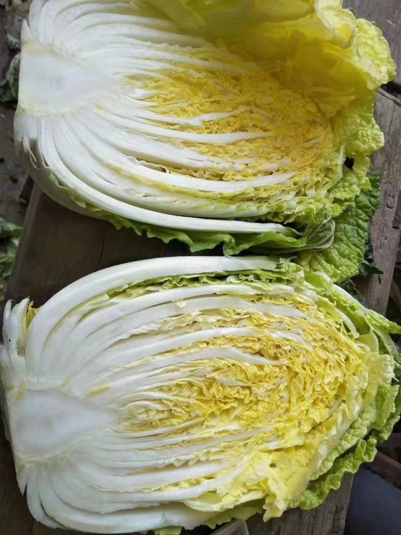 【热销优质黄心大白菜】兰陵县精品黄心白菜白菜