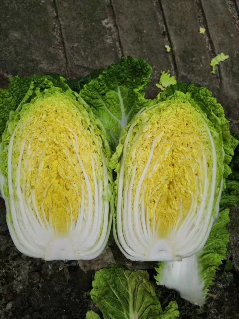 【新】兰陵县黄心大白菜，一手货源，保质保量