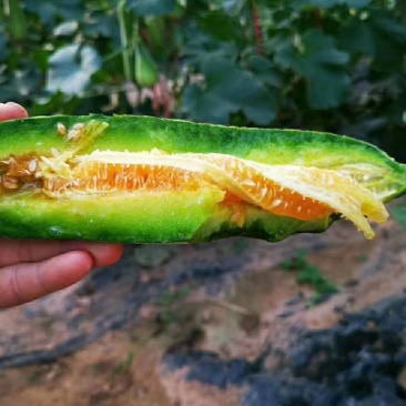 山东羊角蜜瓜