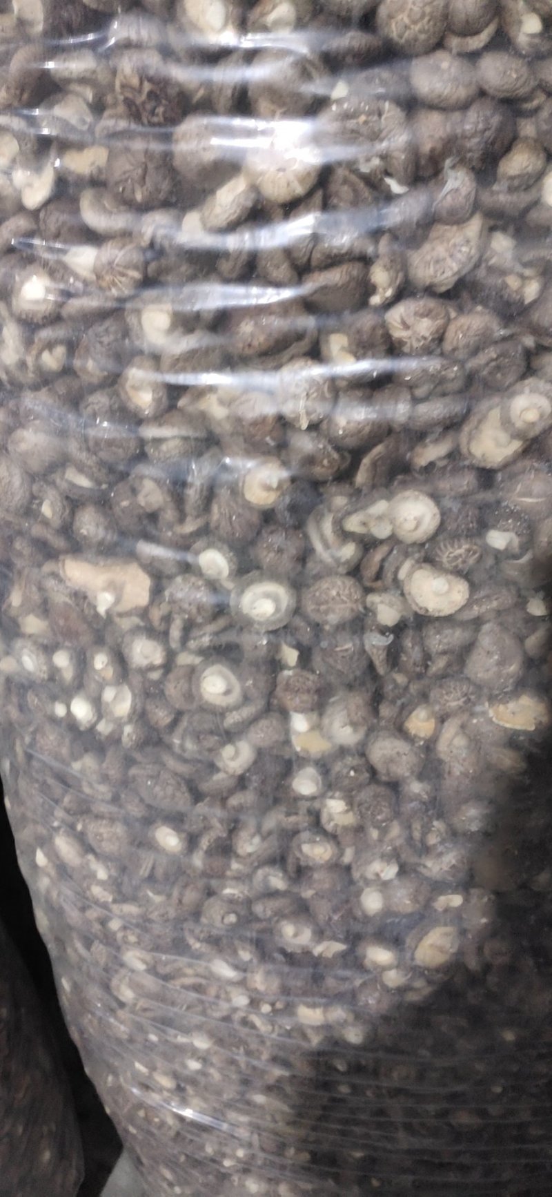 香菇